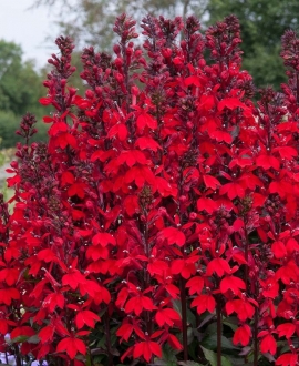Lobelija (lot. Lobelia speciosa ‘Starship Scarlet’)