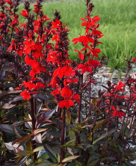 Lobelija (lot. Lobelia cardinalis) - Scarlet Bronze Leaved