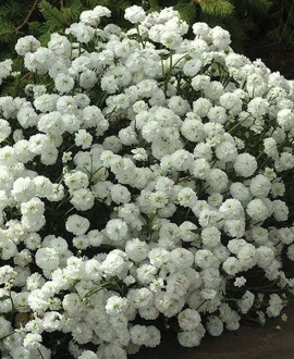 Čiaudulinė kraujažolė (lot. Achillea ptarmica ‘Peter Cottontail’)