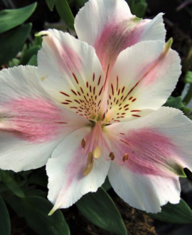 Alstromerija (lot. Alstroemeria ‘Little Miss Sophie’)