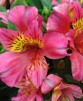 Alstromerija (lot. Alstroemeria ‘Little Miss Roselind’)