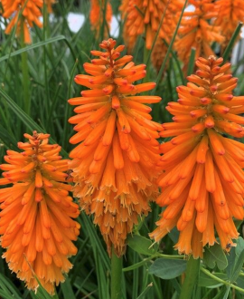 Knifofija (lot. Kniphofia ‘Pyromania Orange Blaze’)