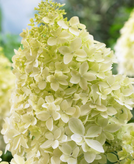 Hortenzija šluotelinė (lot. Hydrangea paniculata ‘Phantom’)