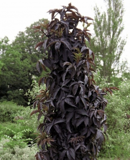 Šeivamedis juodasis - Black Tower