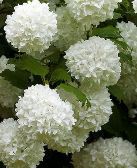 Putinas paprastasis - Roseum 