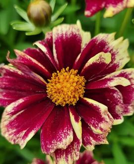 Rudbekija (lot. Coreopsis ‘Solar Fancy’)