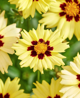 Rudbekija (lot. Coreopsis ‘Solar Moon’)
