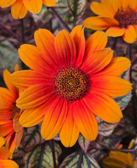 Saulakis (lot. Heliopsis helianthoides ‘Orange Marble’)