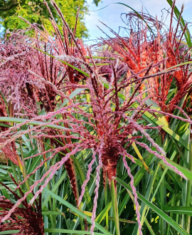 Miskantas (lot. Miscanthus sinensis ‘Boucle’)