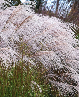 Miskantas (lot. Miscanthus sinensis ‘Silver Charm’)