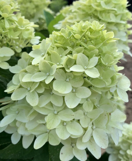 Šluotelinė hortenzija - Panflora 