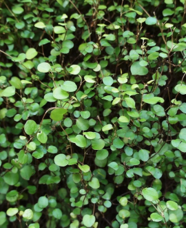 Muehlenbekija (lot. Muehlenbeckia complexa ‘Colour Becki’)