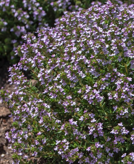 Čiobrelis (lot. Thymus vulgaris ‘Compactus’)