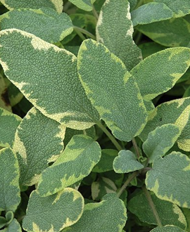 Šalavijas  (lot. Salvia officinalis ‘Aurea’)