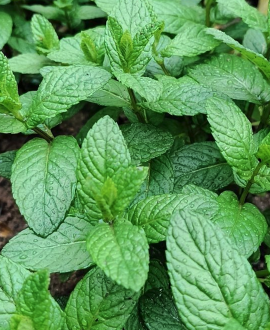 Mėta (lot. Mentha spicata)