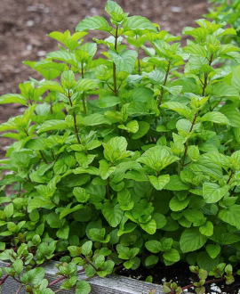Mėta (lot. Mentha ‘Orange Scent’)