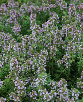 Čiobrelis (lot. Thymus ‘Green Leaves’)