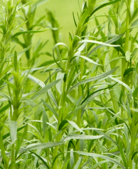 Pelynas (lot. Artemisia dracunculus ‘French Tarragon’)