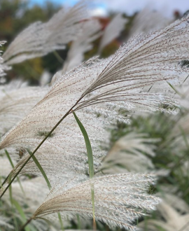 Miskantas kininis (lot. Miscanthus sinensis ‘Memory’)