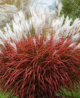 Miskantas kininis (lot. Miscanthus sinensis ‘Lady in Red’)
