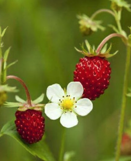Žemuogė (lot. Fragaria vesca ‘Improved Rügen’)