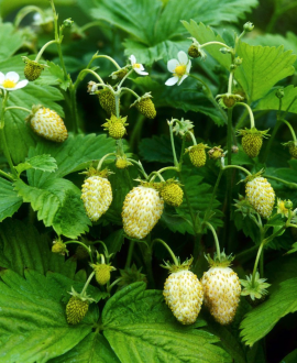Žemuogė (lot. Fragaria vesca ‘Yellow Wonder’)