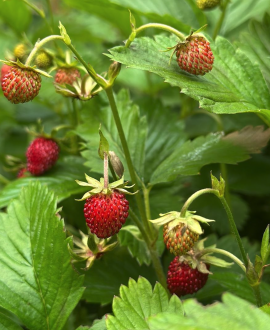 Žemuogė (Fragaria vesca var. vesca)