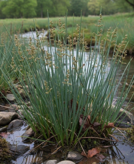 Melsvasis vikšris (lot. Juncus effusus ‘Blue Dart’)