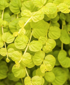 Šilingė (lot. Lysimachia nummularia ‘Goldilocks’)