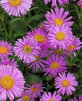 Astras alpinis (lot. Aster alpinus ‘Happy End’) 