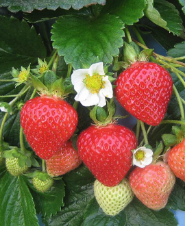 Braškė (lot. Fragaria × ananassa ‘Loran White’)