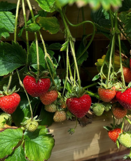 Braškė (lot. Fragaria × ananassa ‘Tristan Cherry