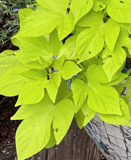 Ipomėja (lot. Ipomoea batatas ‘Bright Ideas Lime’)