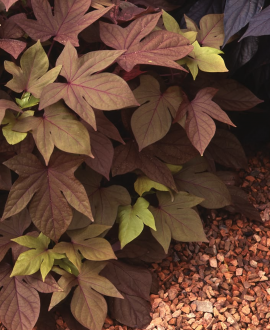 Ipomėja (lot. Ipomoea batatas ‘Bright Ideas Rusty Red’)