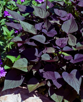 Ipomėja (lot. Ipomoea batatas ‘FloraMia Cameo’)