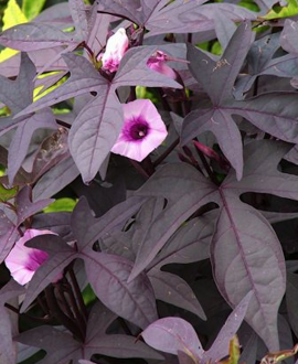 Ipomėja (lot. Ipomoea batatas ‘FloraMia Black’)