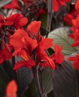 Kana (lot. Canna × generalis ‘Cannova Bronze Scarlet’)
