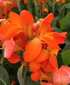 Kana (lot. Canna × generalis ‘Cannova Orange Shades’)
