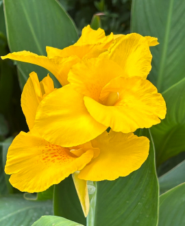 Kana (lot. Canna × generalis ‘Cannova Yellow’)