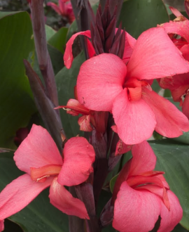 Kana (lot. Canna × generalis ‘Cannova Rose’)