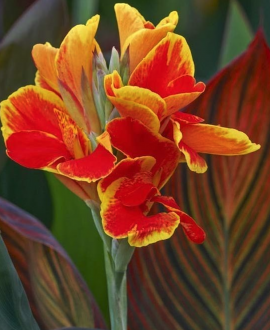 Kana (lot. Canna × generalis ‘Cannova Red Golden Flame’)