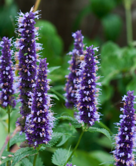 Kinmėtė (lot. Agastache rugosa ‘Black Adder’)