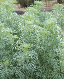 Pelynas baltasis (lot. Artemisia alba)