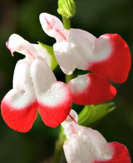 Šalavijas (lot. Salvia microphylla ‘Hot Lips’)