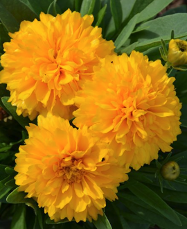 Gludas (lot. Coreopsis grandiflora ‘Solanna Golden Sphere’)