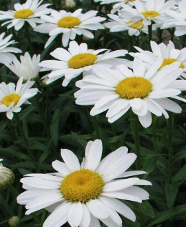 Baltagalvė (lot. Leucanthemum × maximum ‘Western Star’)