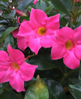 Dipladenija (lot. Mandevilla sanderi "Pink")