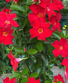 Dipladenija (lot. Mandevilla sanderi Red)