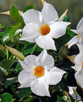 Dipladenija (lot. Mandevilla sanderi White)
