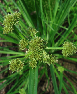 Viksvuolė (lot. Cyperus glaber ‘Alba’)